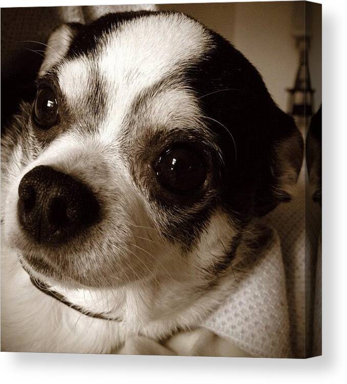 Chihuahuasofinstagram Canvas Print featuring the photograph #dog, #chihuahua, #buster #8 by Shari Malin