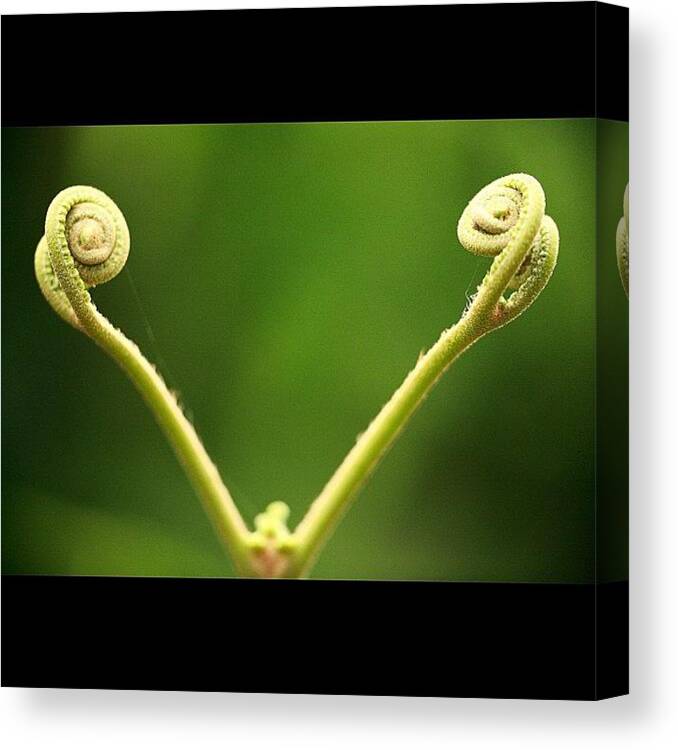 Cute Canvas Print featuring the photograph Instagram Photo #831347689757 by Tommy Tjahjono