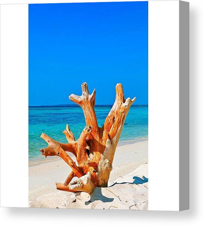 Cute Canvas Print featuring the photograph Instagram Photo #91349684367 by Tommy Tjahjono