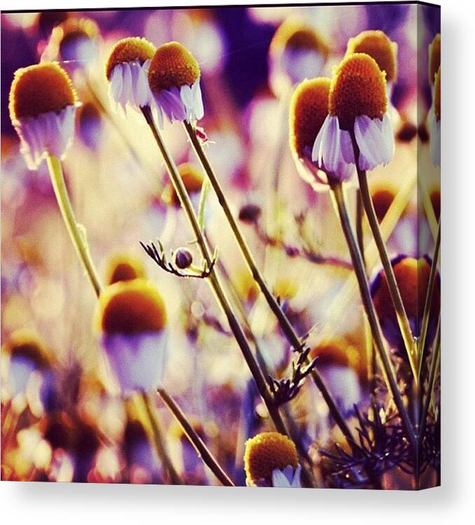 Beautiful Canvas Print featuring the photograph Instagram Photo #931353560470 by Vanessa Saccone