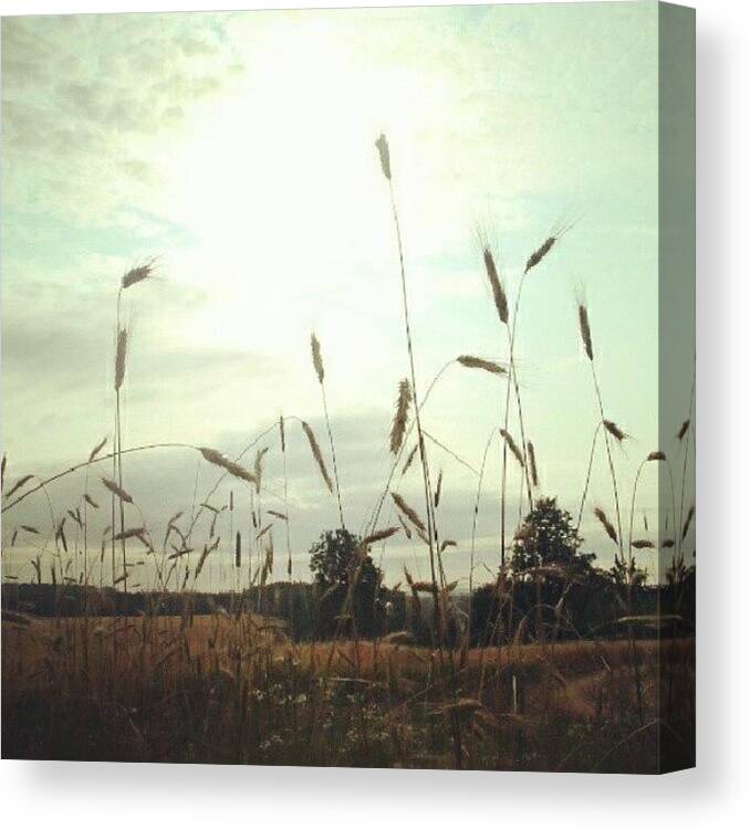 Summer Canvas Print featuring the photograph A barley field by Linandara Linandara