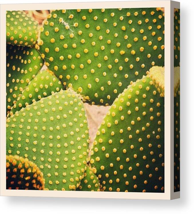 Dots Canvas Print featuring the photograph A #cactus... #abstract #latergram by Linandara Linandara