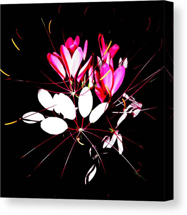 Flower Canvas Print featuring the photograph A Flower Burst At Night by Kim Galluzzo