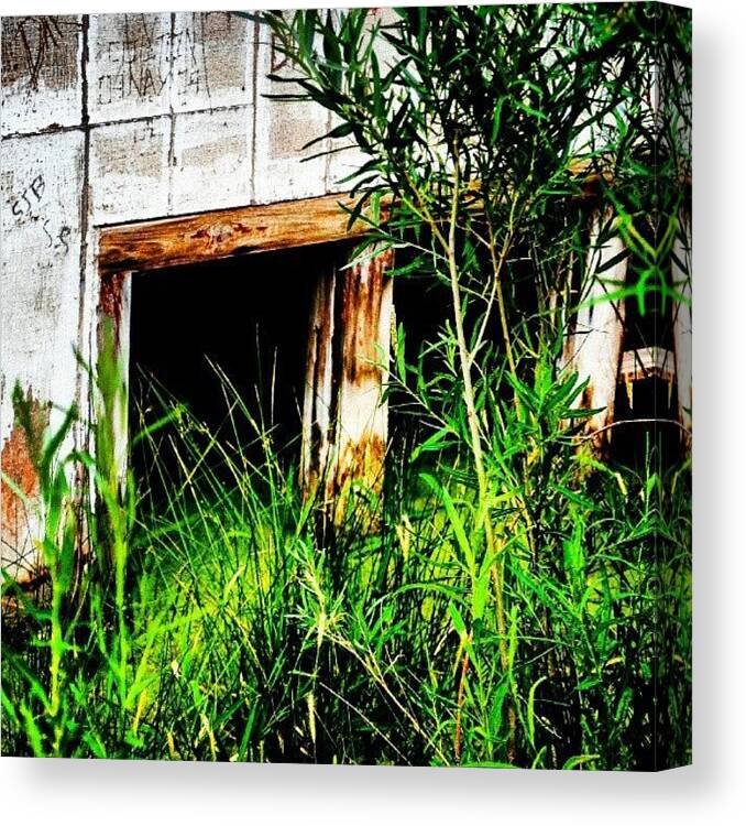 Beautiful Canvas Print featuring the photograph A House In The Pond. A Green And Sticky by Becca Watters