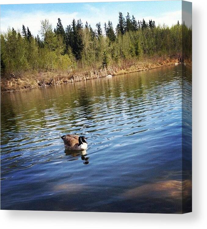 Water Canvas Print featuring the photograph A lonely goose by Natasha Taylor