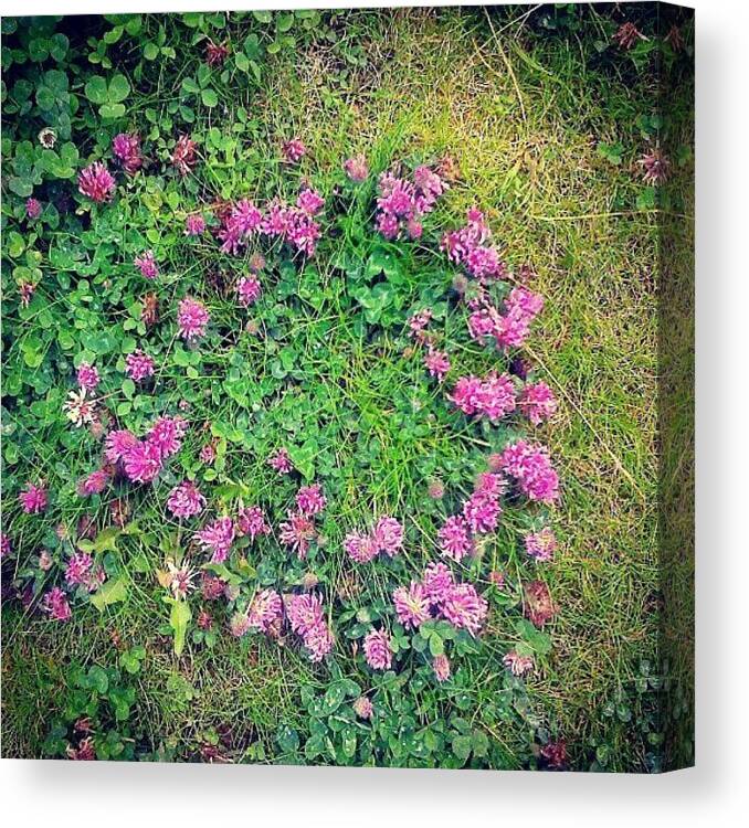 Pink Canvas Print featuring the photograph A #natural #clover #wheath... #flowers by Linandara Linandara