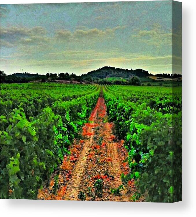 Champs Canvas Print featuring the photograph A #nice #vineyard Near #carcassonne In by Zoltan Toth