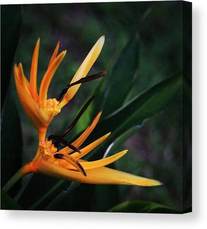 Bahrani Canvas Print featuring the photograph A Tropical Flower, Humming Birds Feed by Ahmed Oujan