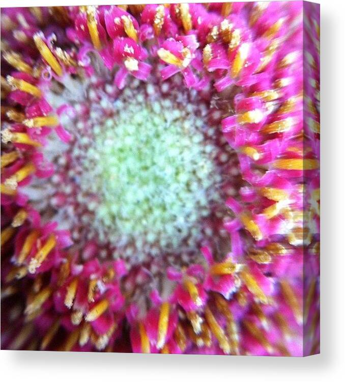  Canvas Print featuring the photograph A Wonderful Flower For This Beautiful by Matt Deringer