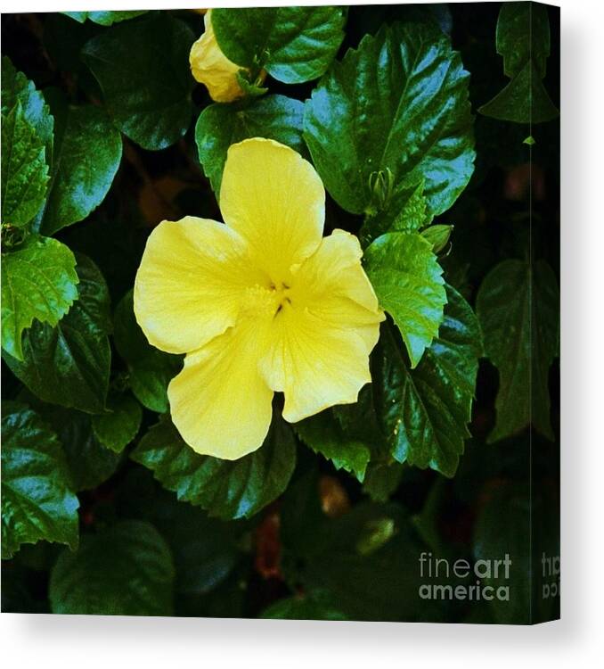 Yellow Flowers Canvas Print featuring the photograph A Yellow Star 002 by Kip Vidrine