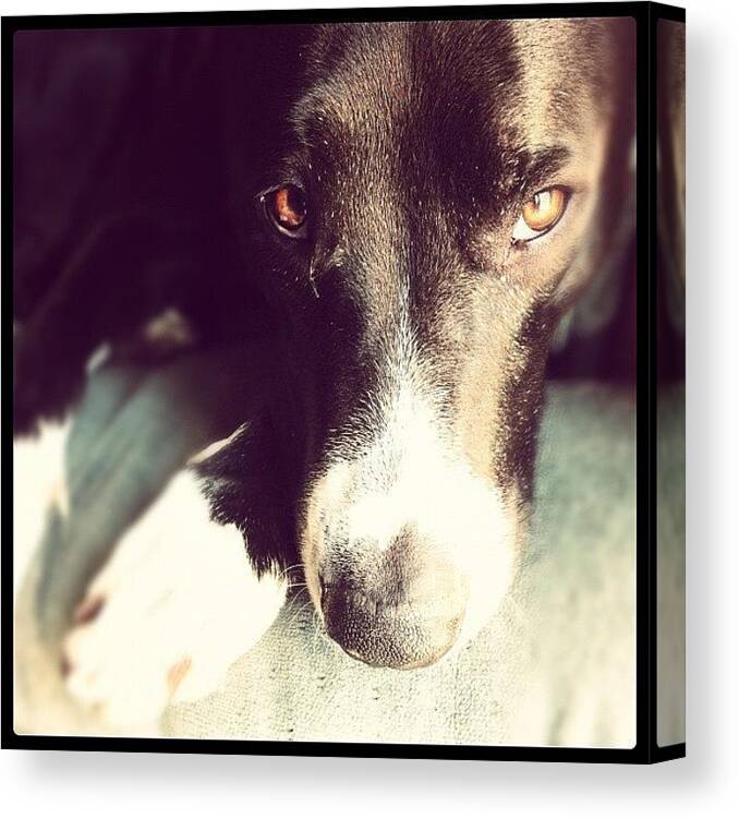Whiskey Canvas Print featuring the photograph Aaaah Whiskey!! Those Eyes #whiskey by Amy Porter