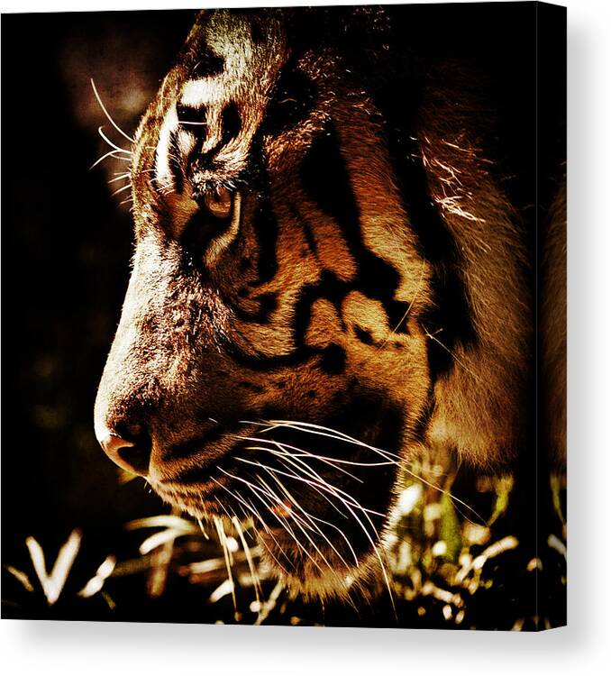 Animal Canvas Print featuring the photograph Absolute Focus by Andrew Paranavitana