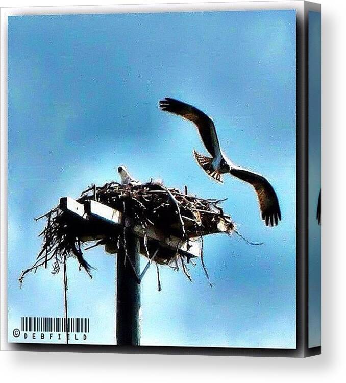 Canvas Print featuring the photograph Adult Osprey Flying Away To Take The by Deb - Jim Photograhy