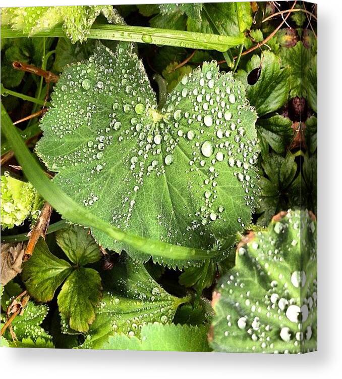 Rain Canvas Print featuring the photograph After the Rain by Nic Squirrell