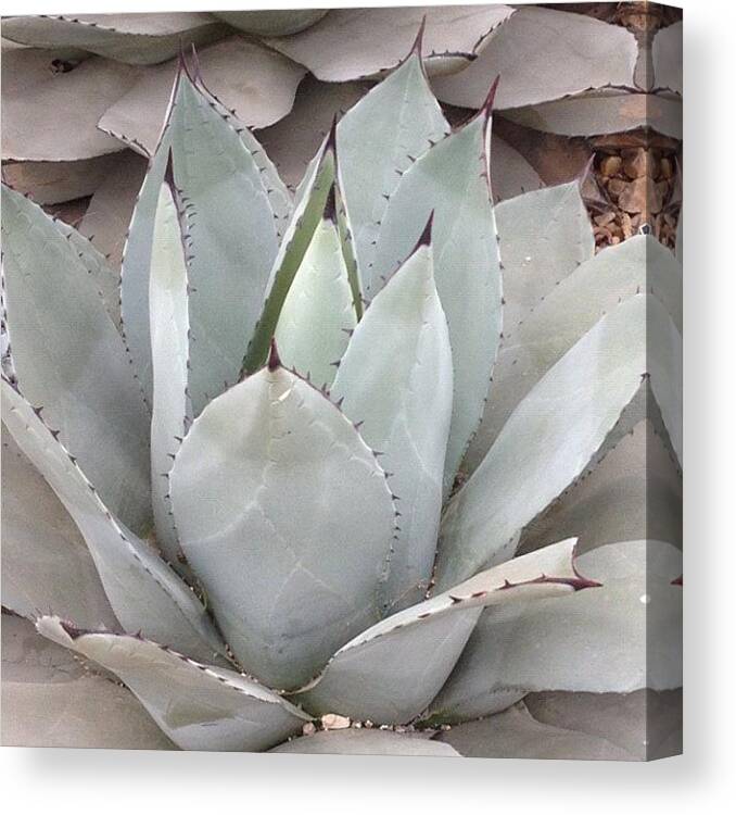 Textgram Canvas Print featuring the photograph Agave Parryi #succulent #flower by Dave Lee