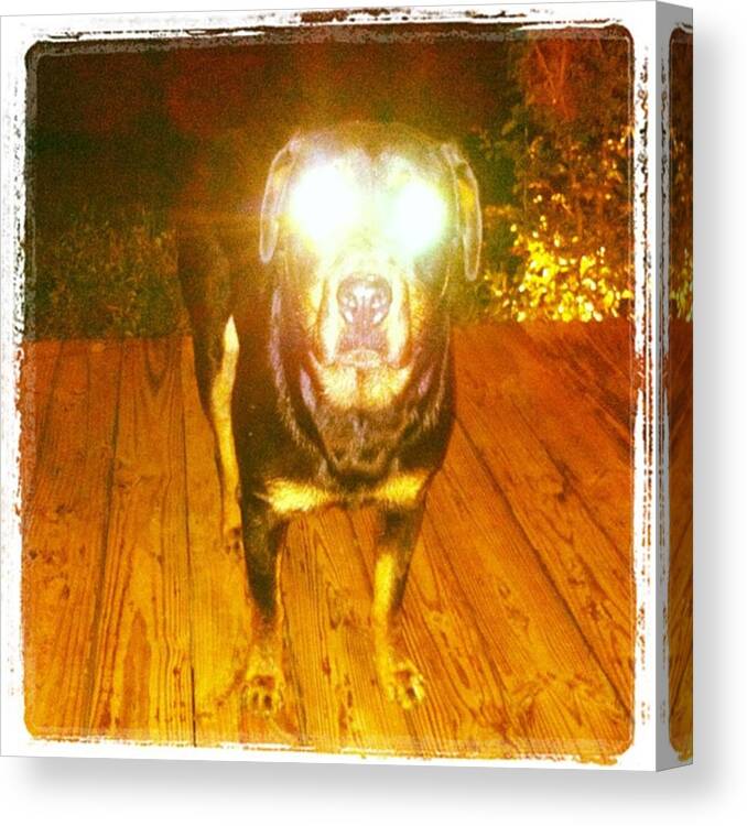  Canvas Print featuring the photograph Alien Dog by Dana Coplin