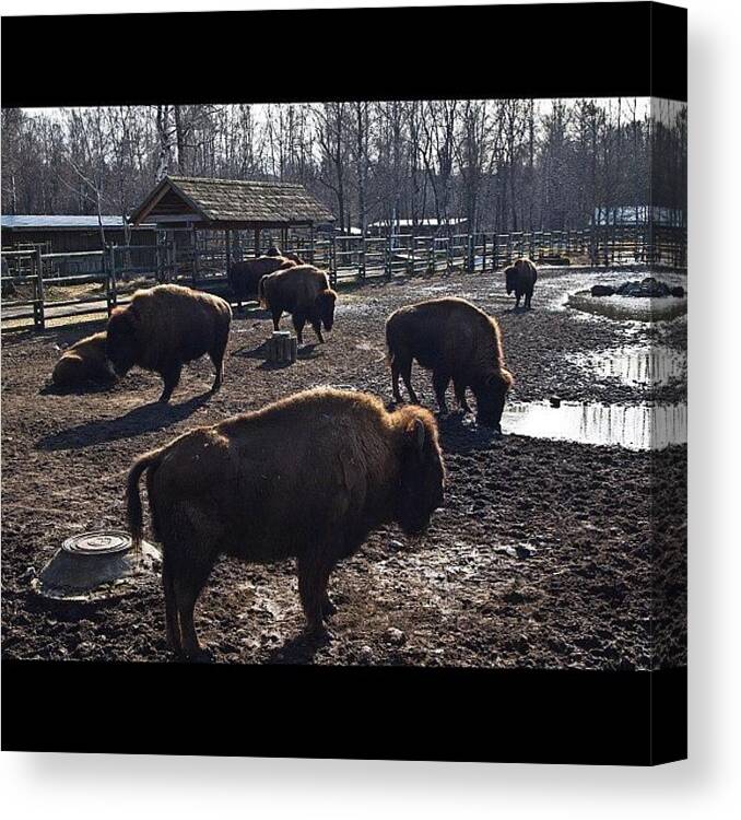 Beautiful Canvas Print featuring the photograph #all_shots #animal #zoo #estonia by Kate Kate