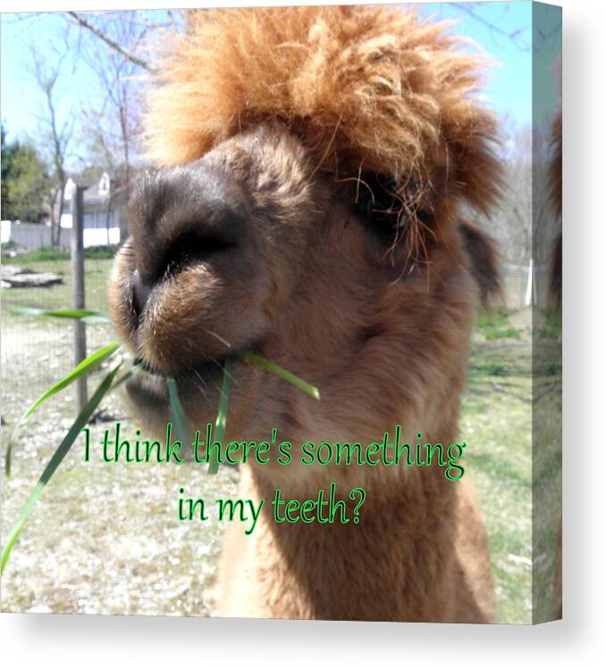 Alpaca Canvas Print featuring the photograph Alpaca being silly by Kim Galluzzo