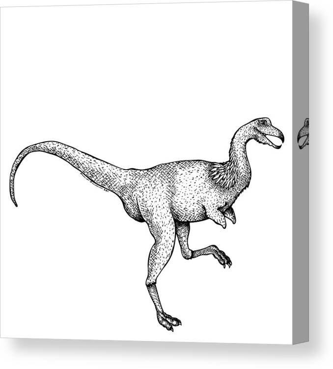 Cartoon Canvas Print featuring the drawing Alvarezsaurus - Dinosaur by Karl Addison