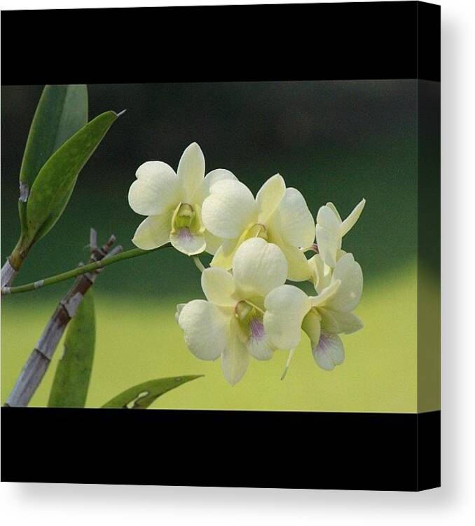 Bahrani Canvas Print featuring the photograph An Orchid With A Smooth Color, Calms by Ahmed Oujan