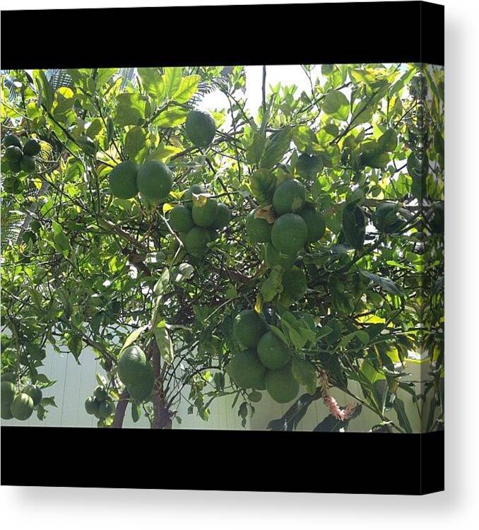 Alohalife Canvas Print featuring the photograph And My Limon( Lime & Lemon) Tree !!! by Eri B