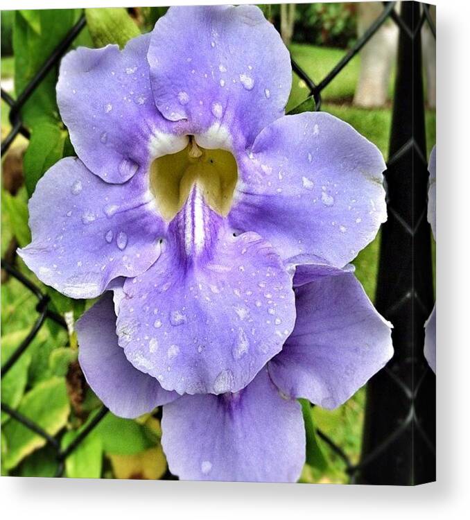 Blue Canvas Print featuring the photograph Another Flower Shot #flower #lavender by Emily W