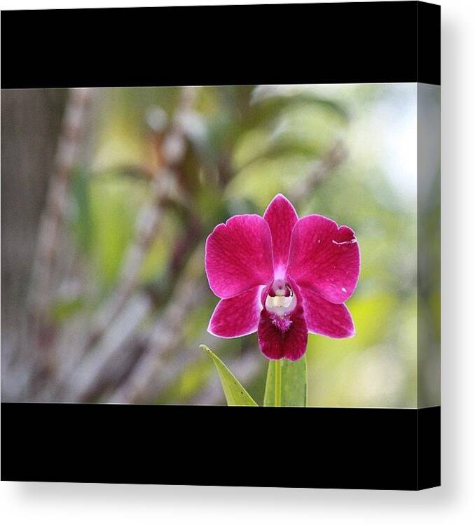 Bahrani Canvas Print featuring the photograph Another Lonely Orchid, Unique Color by Ahmed Oujan