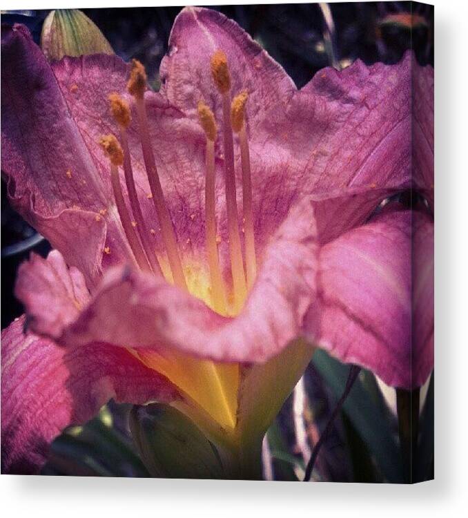 Beautiful Canvas Print featuring the photograph Another Rebloomer! It's A #beautiful by Carla From Central Va Usa