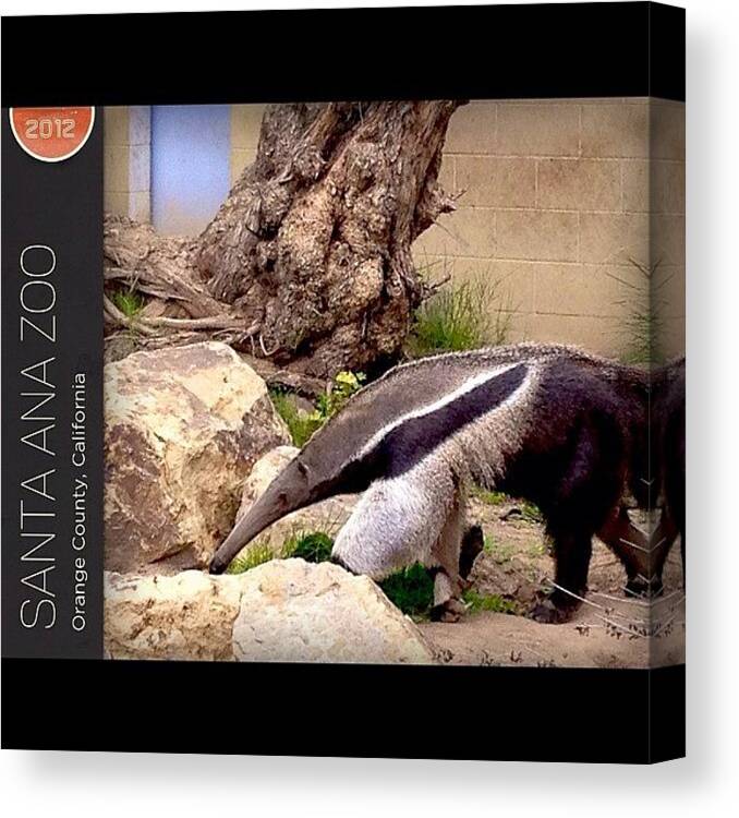 Santaanzoo Canvas Print featuring the photograph #anteater #santaanzoo #gogobot #travel by Ash Eliot