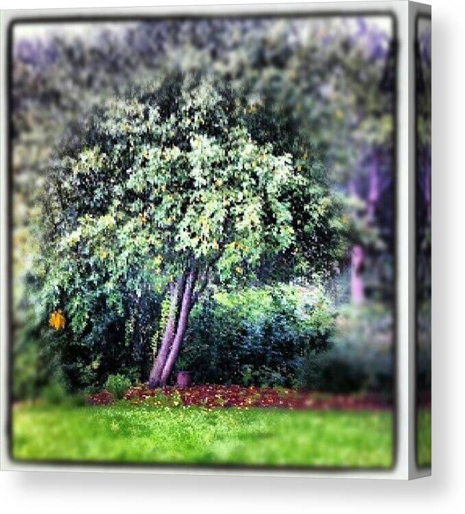 Summer Canvas Print featuring the photograph Apple Tree In The Rain. #wisconsin by Chris Catania