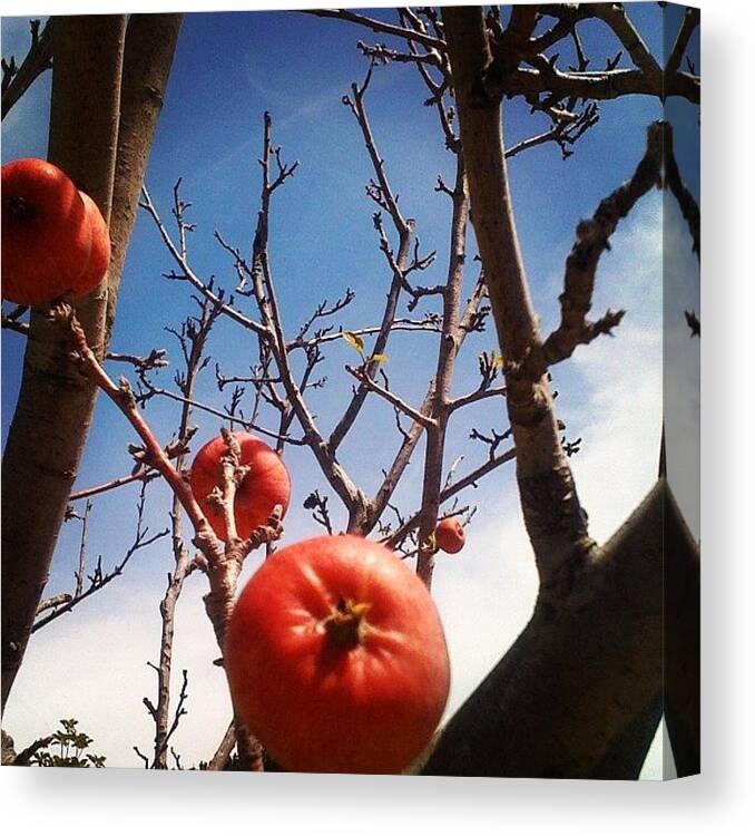 Weirdappletree Canvas Print featuring the photograph Apple Tree? by Nick Valenzuela