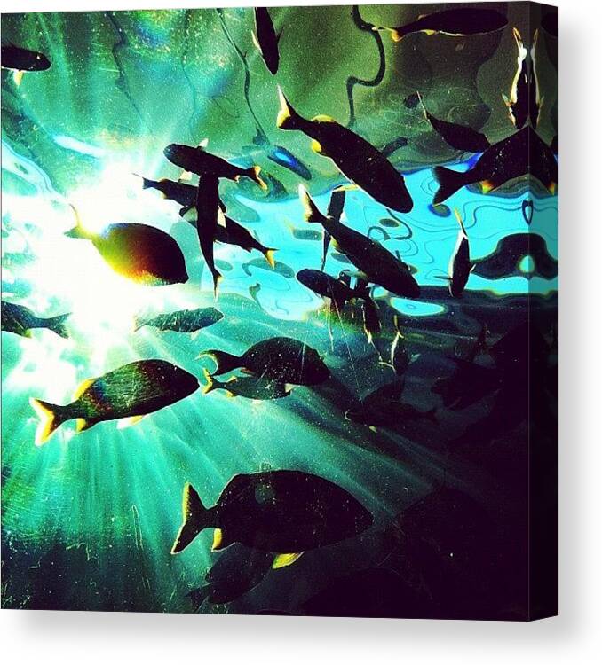 Water Canvas Print featuring the photograph Aquarium Sesh #instagram #iphoneography by Dylan Hotfire