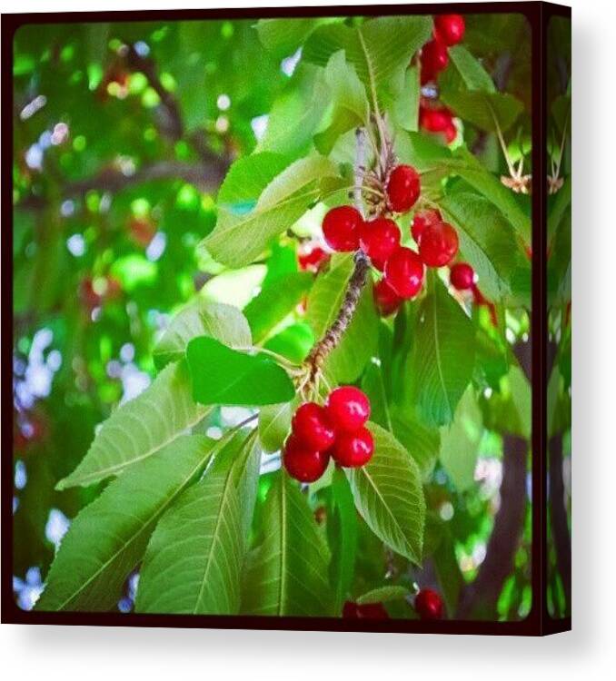 Beautiful Canvas Print featuring the photograph Around My Backyard. #nature #natural by Becca Watters