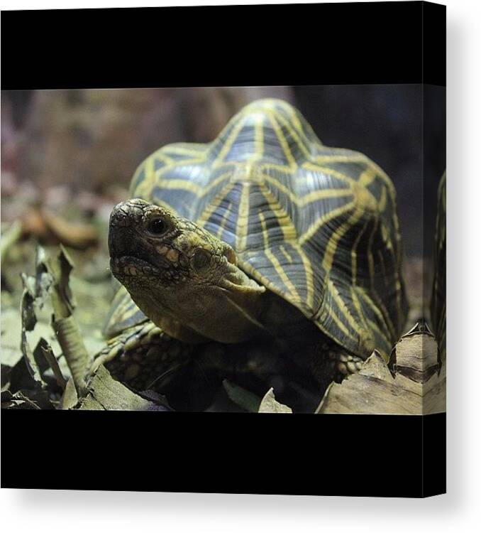 Turtle Canvas Print featuring the photograph #australia #sydney #seeaustralia by Sydney Australia