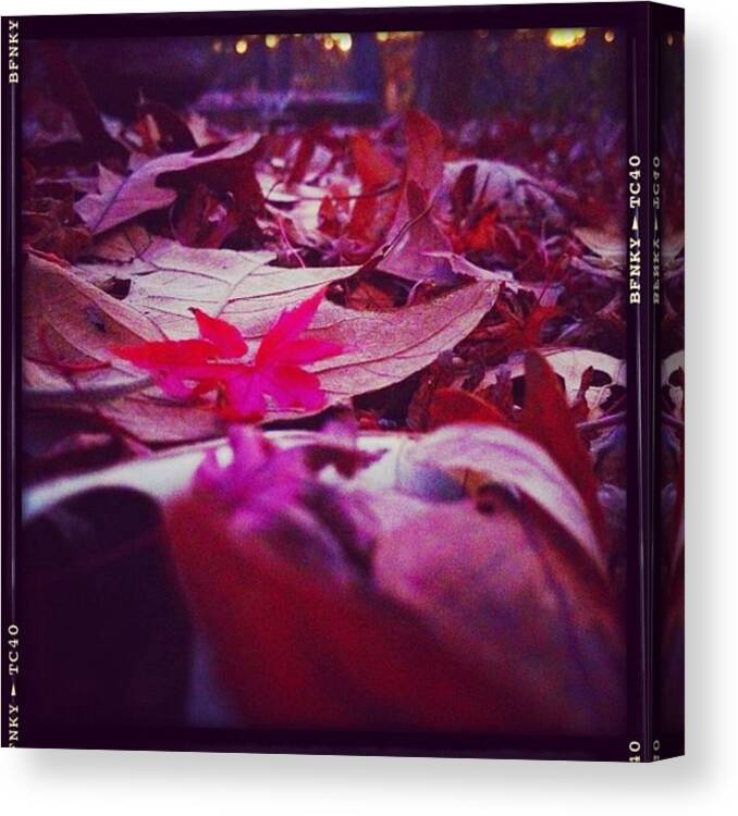 Autumn Canvas Print featuring the photograph Autumn Leaves by Beach Bum Chix