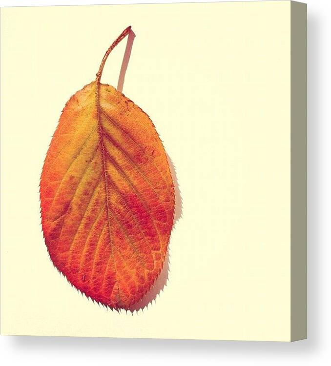 Autumn Canvas Print featuring the photograph Autumn by Nic Squirrell