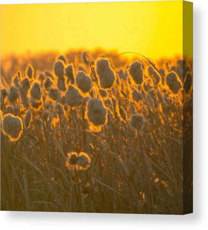 Microfourthirds Canvas Print featuring the photograph #autumn #sunrise On The #prairies by Michael Squier