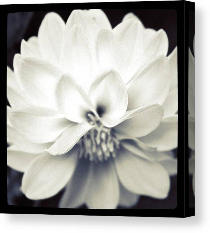 Flower Canvas Print featuring the photograph B W Flower Power by Justin Connor