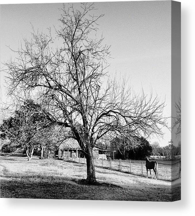  Canvas Print featuring the photograph Back Home In Tuskegee by Randy Lemoine