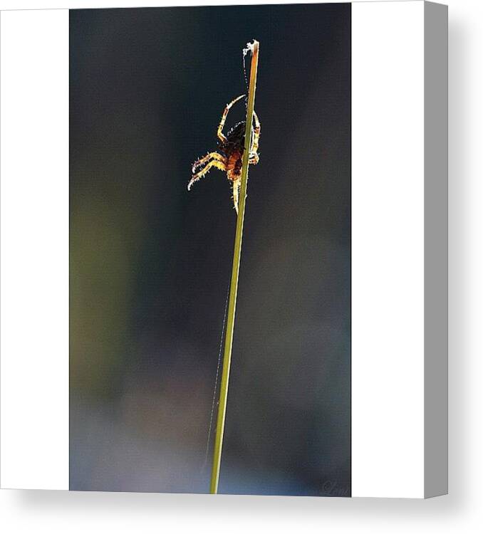  Canvas Print featuring the photograph Backlight 1 by Leni Papilio