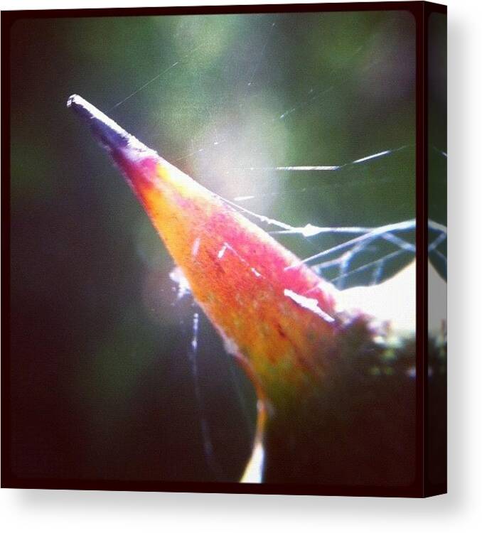 Rcspics Canvas Print featuring the photograph Backlit Thorn by Dave Edens