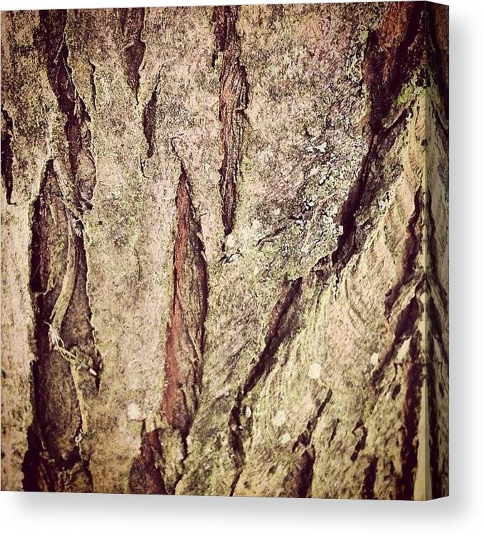 Close Up Canvas Print featuring the photograph Bark by Nic Squirrell
