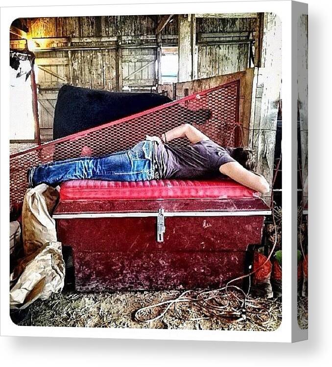 Livestock Canvas Print featuring the photograph Barn Nap by Natasha Marco