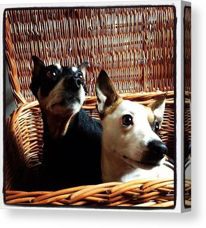 Dogs Canvas Print featuring the photograph Basket Case by Kirk Lewis