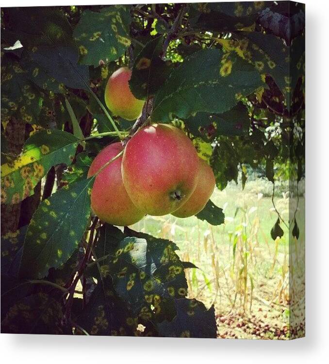 Outdoor Canvas Print featuring the photograph Batch Of Apples by Micah Mulinix