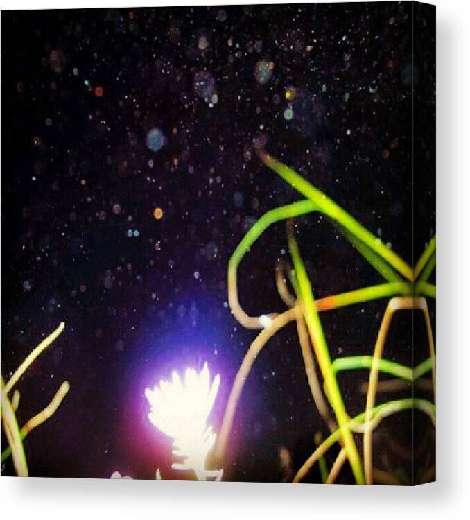 Flower Canvas Print featuring the photograph Beacon by Nate Doran