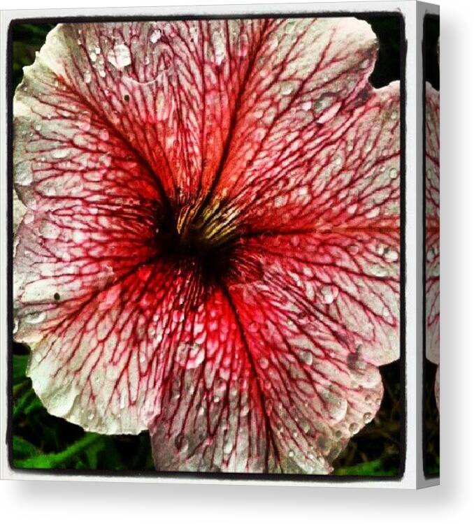 Beautiful Canvas Print featuring the photograph #beautiful #beauty #plants #flowers by Erica Mason