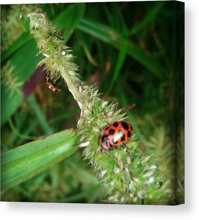 Beautiful Canvas Print featuring the photograph Beautiful Ladybugs... #ladybugs #macro by Jimmy Rock