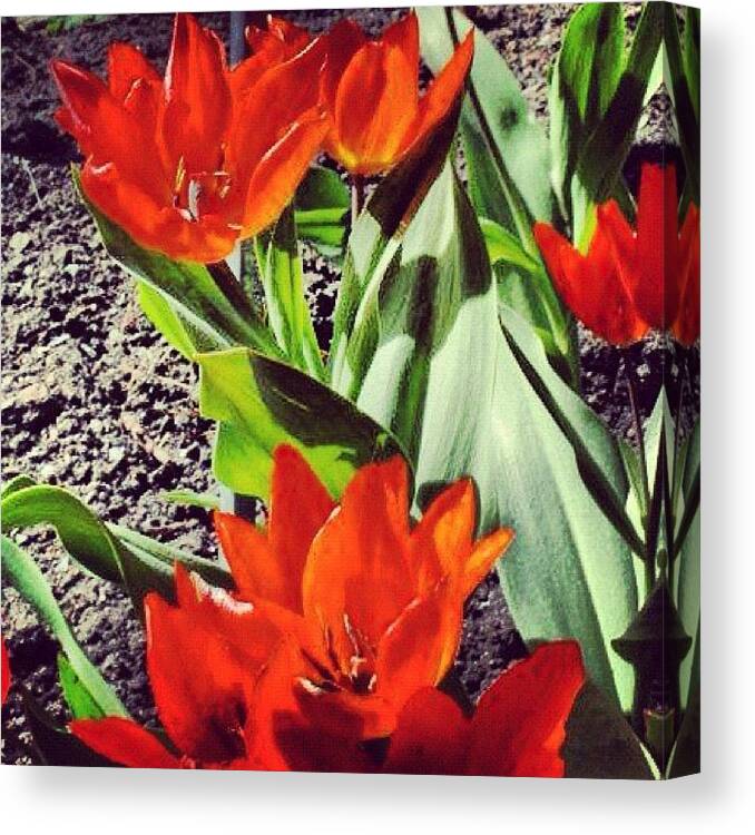 Beautiful Canvas Print featuring the photograph #beautiful #orange #flower #green #oslo by Kiko Bustamante