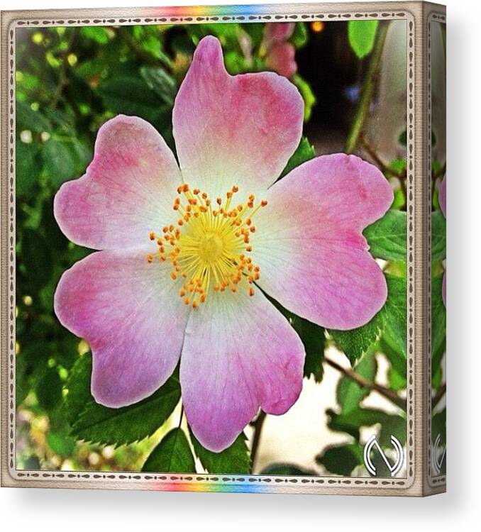 Beautiful Canvas Print featuring the photograph #beautiful #spring #flower For The by Mr Etso